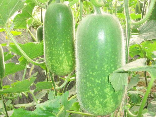 52吃瓜爆料免费吃瓜视频 网络大瓜,52吃瓜爆料，免费吃瓜视频，网络大瓜一网打尽